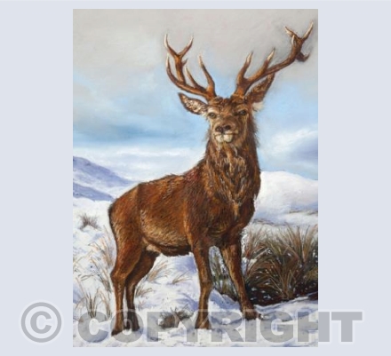 Stag in Winter