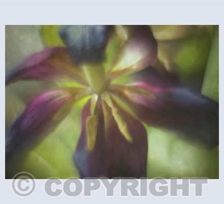 Tulip 1