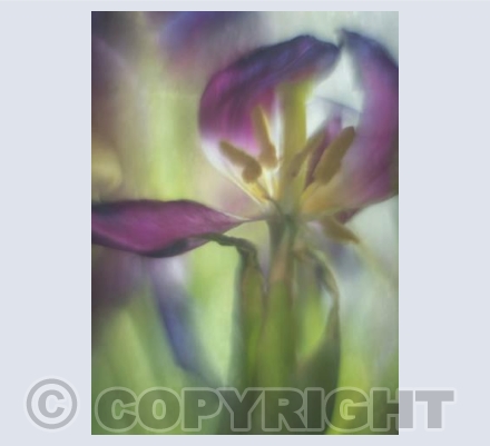 Tulip 2