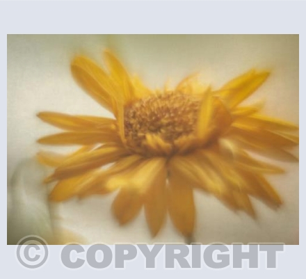 Dancing Gerbera