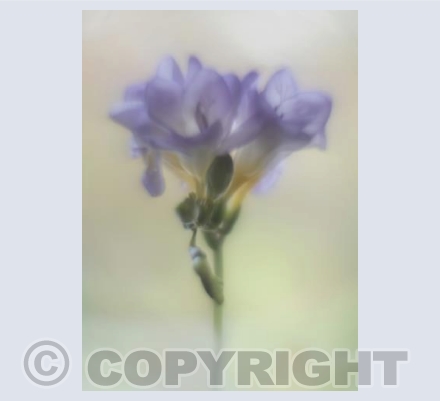Freesia 1