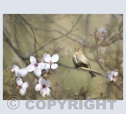 chaffinch
