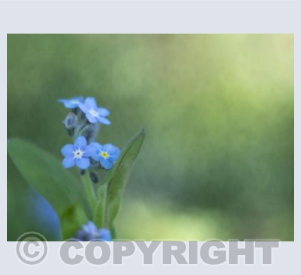 Forget-me-not