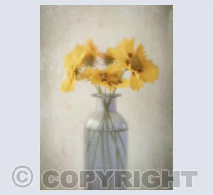 coreopsis