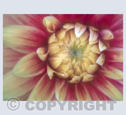 Dahlia Senior's Hope