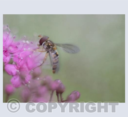 Hoverfly 1