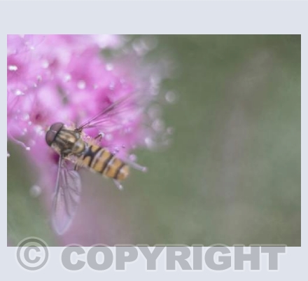Hoverfly 2