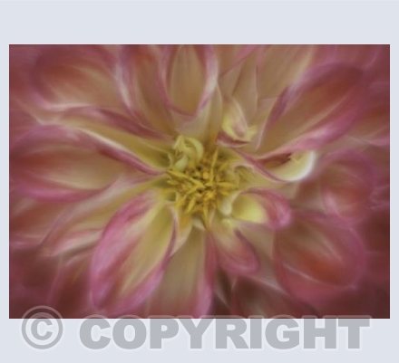 Dahlia Red and Yellow
