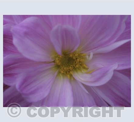 Pink Dahlia