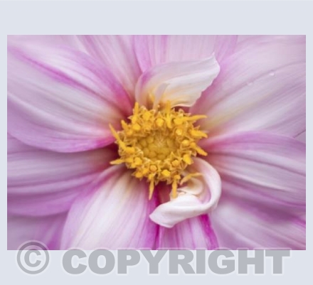 Dahlia Edge of Joy