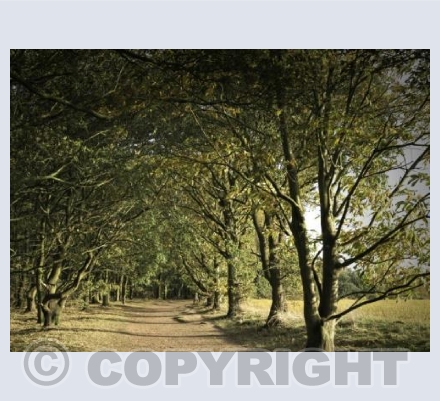 Sherwood Forest