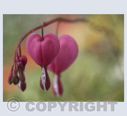 Bleeding Heart Vine