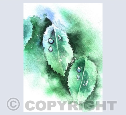 RAINDROPS ON LEAVES