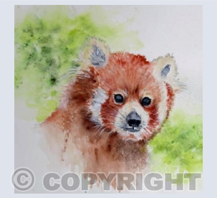 RED PANDA