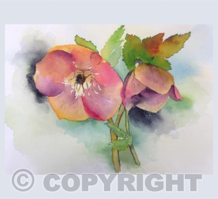 HELLEBORES