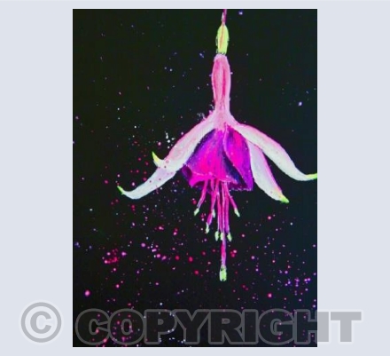 FUCHSIA