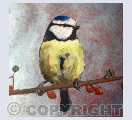 Blue Tit