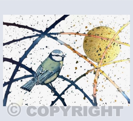 Blue Tit in the Thorns