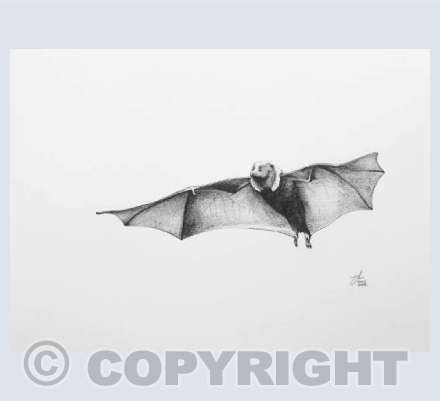 Rodrigues fruit bat