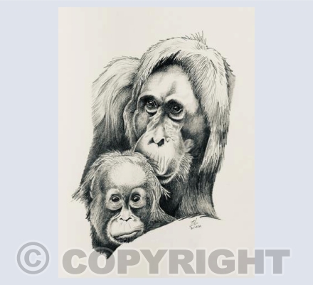 Orangutan mother and baby