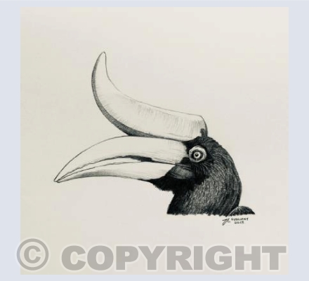 Rhinoceros hornbill