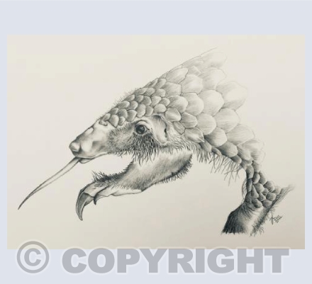 Pangolin