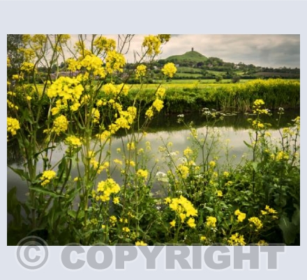 May Flowers Glastonbury