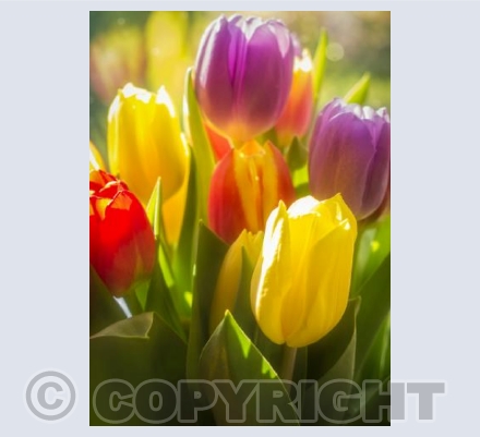 Tulips