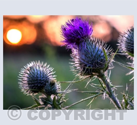 Thistles in Bloom