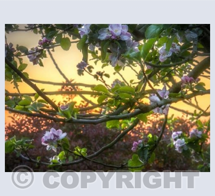 Apple Blossom