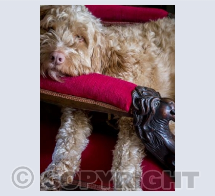 Dog Tired