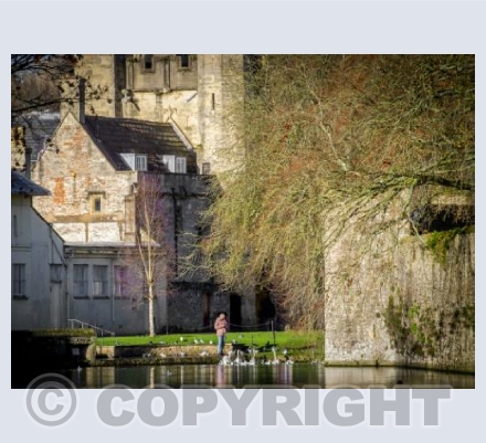 Feeding the Swans, Wells Somerset