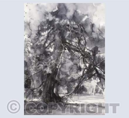 Himalayan Pine