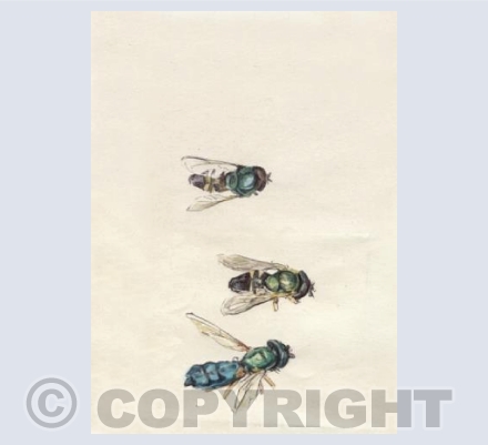 Three Soldier Flies