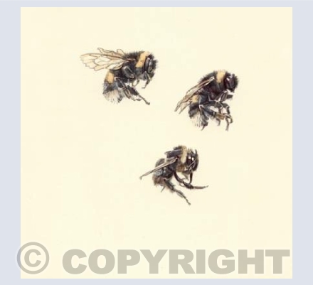 Bumble Bee 132-134