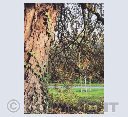 Magical Tree