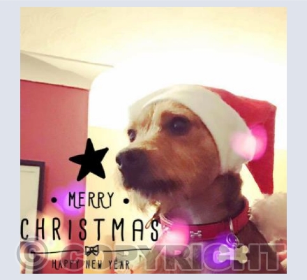 Puppy Christmas Card