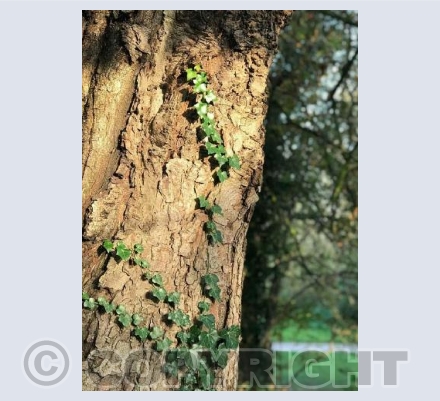 Leafy Tree