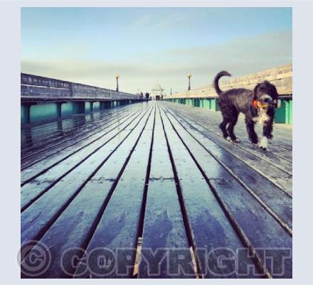 The pier, the dog & the orange juice