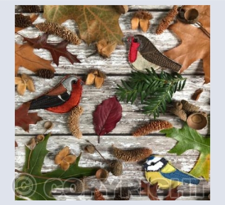 Autumn birds