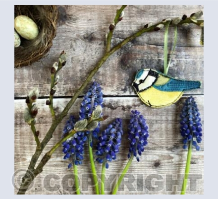 Nesting Blue tit