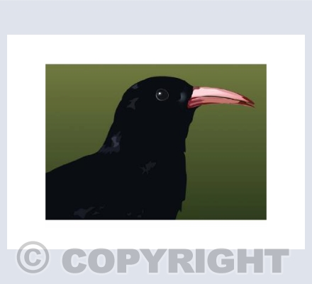 CHOUGH Portrait