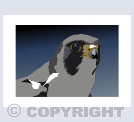 PEREGRINE FALCON Portrait