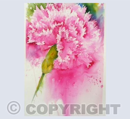 Glorious Carnation 