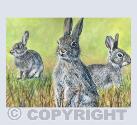 Moorland Bunnies