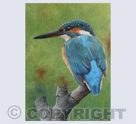 Alert Kingfisher