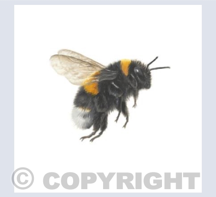 Buff tailed Bumblebee