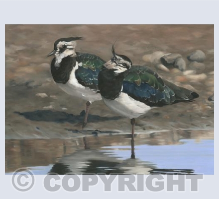 Autumn Lapwings