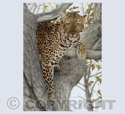 Leopard