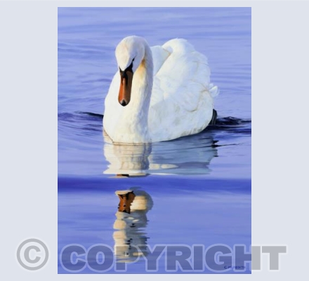 Reflections in blue